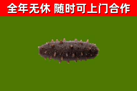 乐山烟酒回收干海参.jpg